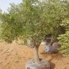 لمست الحدائق