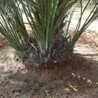 يوجد الدينا جميع أنواع النخل للإستفسار