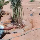 نخل طيب جميع الانواع متوفره
