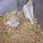 ما شاء الله تبارك وتعالى فروخ كروان لاتينو و ألبينو