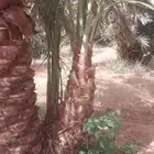 نخل القصيم نخيل القصيم جثايث وفروخ