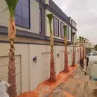 نخل واشنطن فراشه للبيع