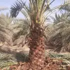 نخل للبيع من 1متر لا 8 امتار
