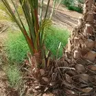 متوفر فسائل للبيع روثان وبرني العيص وبرني