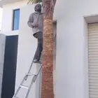 زراعه نخيل عربي واشنطني واعمال الشبوك وتوريدها