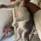 قط صغير اليف جدا للتبني