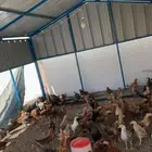 دجاج بياض