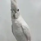 كوكاتو ديكروب للبيع