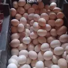 بيض بلدي مخصب ومائده