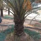 نخيل مثمر نوايع نادره شمشوله حوشانه شيرازي مصيفه