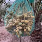 ثمرة نخل خلاص