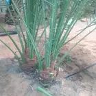 نخل فسايل للبيع صقعي ونبوت سلطان وهلالي وهشيشي