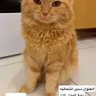 قط لتبني بالجبيل