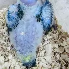 فرخ صن كنيور