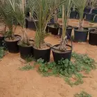 طيب يوجد الدينا نخل للبيع مجدول في مراكن مجذر