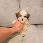 Maltipoo كلب مالتيبو بحجم كف اليد للبيع