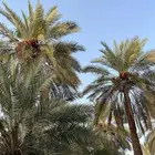 السلام عليكم ورحمه الله