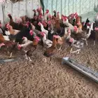 بسم الله الرحمن الرحيم السلام عليكم ورحمة الله