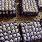 بيض بلدي مخصب إنتاج يومي