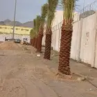 نخل للبيع مكه بجميع المقاسات هذ من اعمالنا في مكه الخضراء