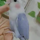 للبيع ببغاء روز لون رهيب أليف جدا جدا جدا جدا