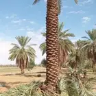 خل عربي ووشنطني وفسايل طيبه