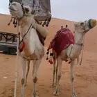 اجار جمال خيول رحول زلول راكبي بوني