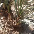 فسايل عجوه مجدول وصقعي وعنبره وصفاوي بعداد كبير