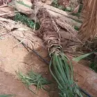 توريد وغرس النخيل الواشنطني