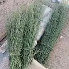 شجر المرخ لا أصحاب الدبايح والمطاعم بأسعار مناسبة