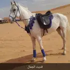 خيل احصنه جمال للأيجار