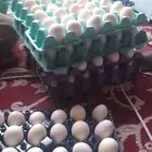 بيض بلدي للبيع