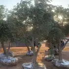 اشجار زيتون