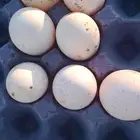 بيض رومي مخصب ودجاج اندنواسي بياض عمر 7شهور وصوص بلدي عمر