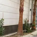 نخل واشنطني للبيع