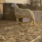 فحل حري صنف الصنف
