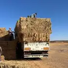 السلام عليكم ورحمه الله وبركاته برسيم صافي ودره