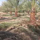 يوجد لدينا نخيل خلاص ونخيل زين امريكي