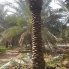 نخل