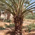 للبيع نخل