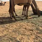تفصيل اجله الابل