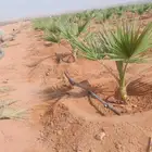 يوجد لديناء شجر الترمناليا وأشجار الزيتون وشجر الظل والأشجار