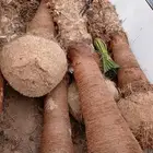 جميع انواع النخيل