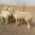 غنم حريات خلفات