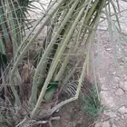 سقعي وبرحي خلاص