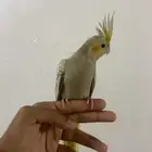 كروان اليف و هدد نشبه نشبه