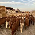 طليان سواكن حمري جذعان مرابي ( لأهل الزوجات و المناسبات)