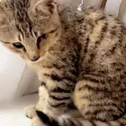 قطط للتبني