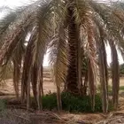 نخل عربي وواشنطن