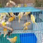 للبيع كناري ذكور واناث جاهزة للانتاج